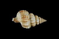 藏品(中華峨螺)的圖片